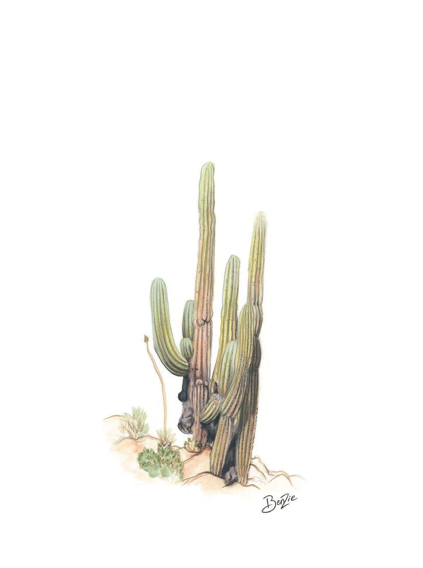 Centinela del Desierto