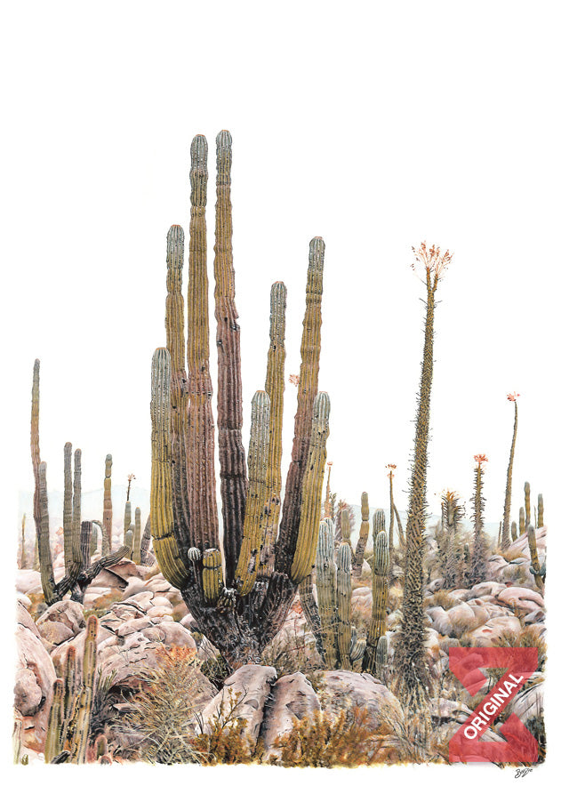 Corazón de Baja, Valle de los Cirios by Benzie