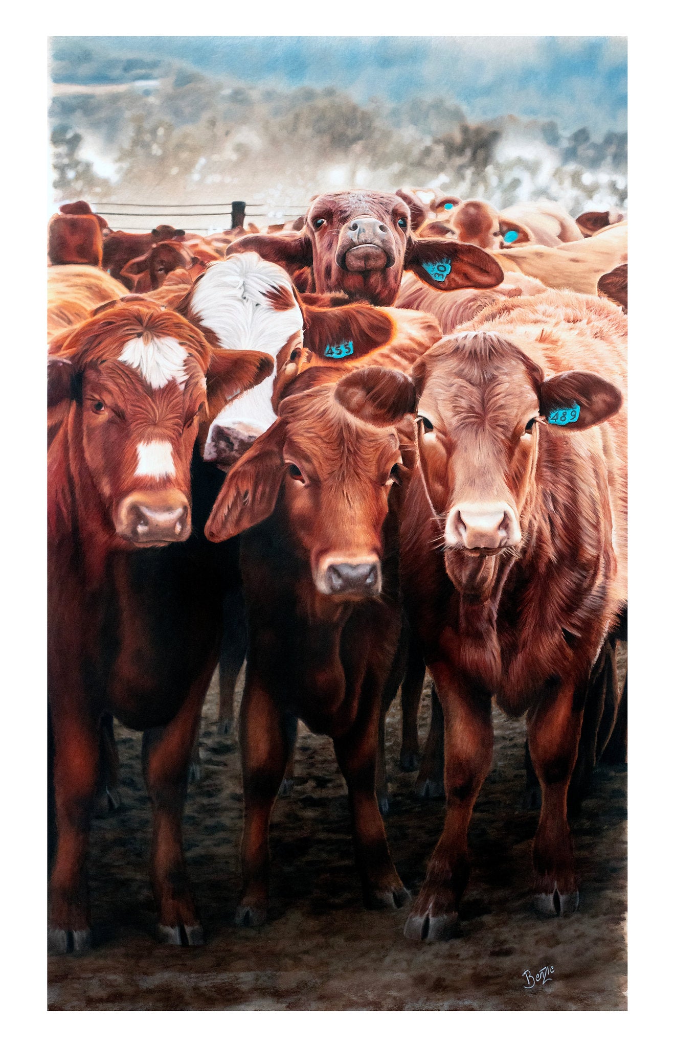 Baby Cows