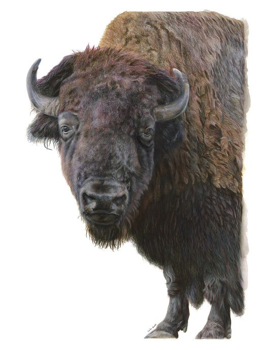 Bison