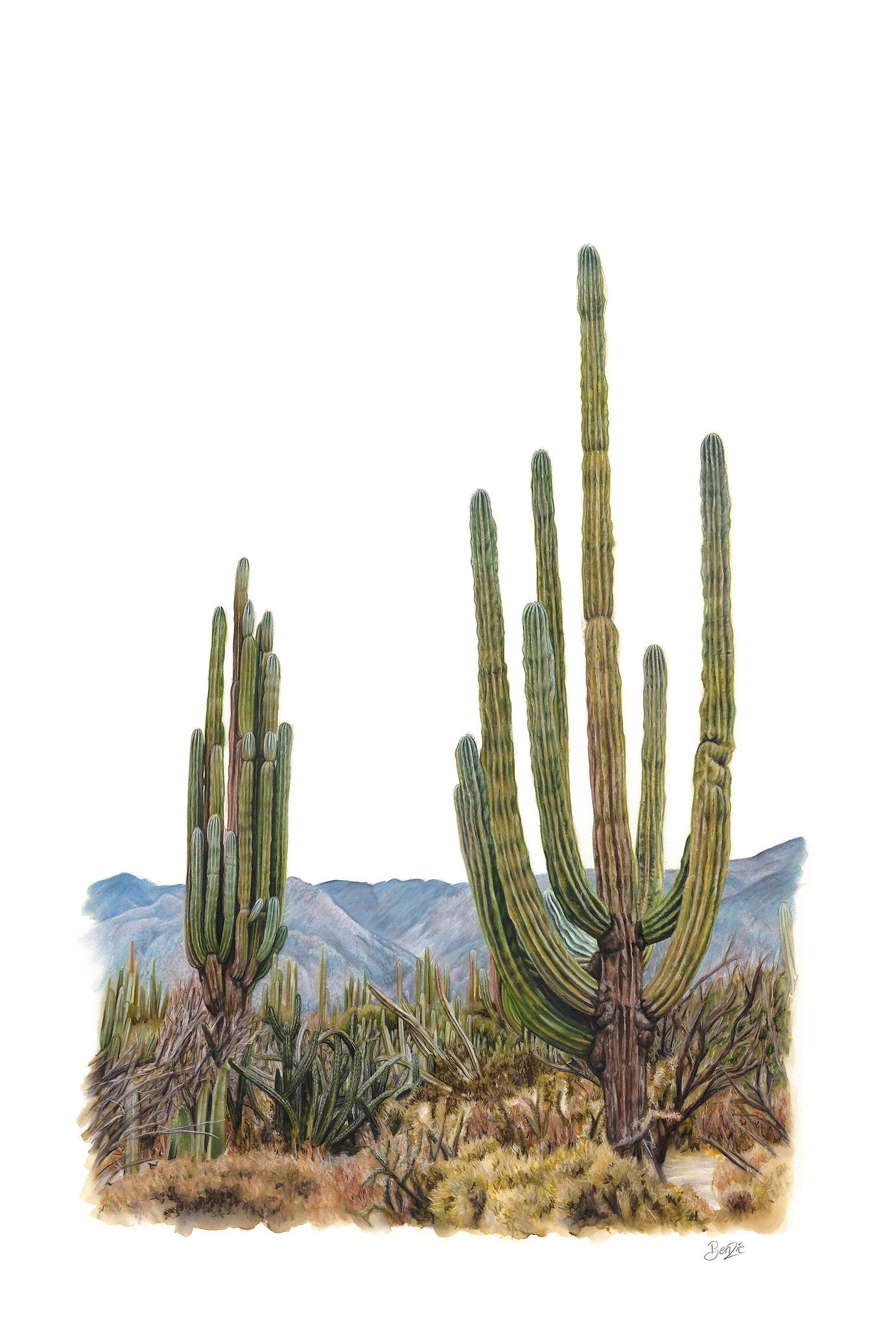 Candelabro, Bahía de Los Ángeles